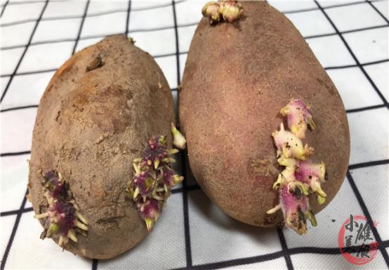 土豆发芽有毒教育视频,发芽的土豆有毒千万不要吃