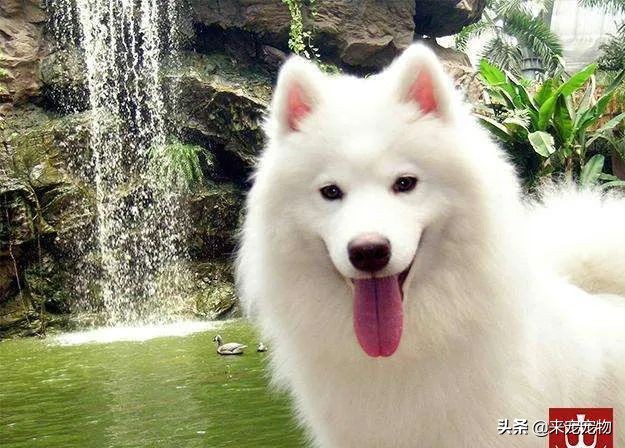 纯种萨摩耶和不纯种的有什么区别,如何挑选纯正的萨摩耶