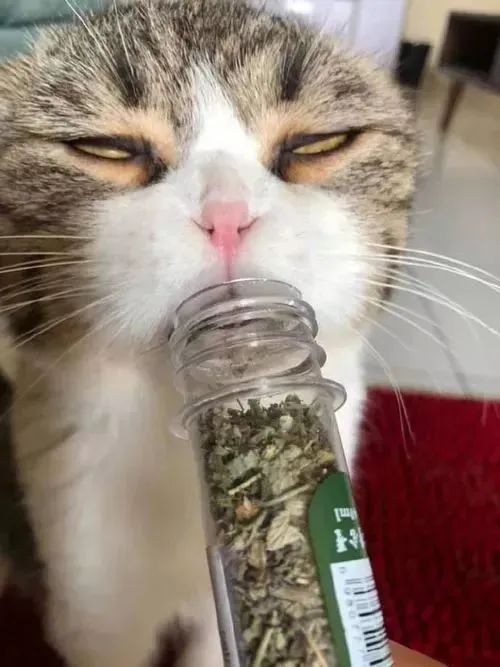 猫咪为什么吸了猫薄荷会那样,猫咪吸了猫薄荷后场面一度失控了