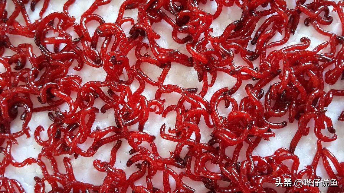 金龙鱼喂活食怎么消毒,宠物鱼不投喂人工饲料可以存活吗