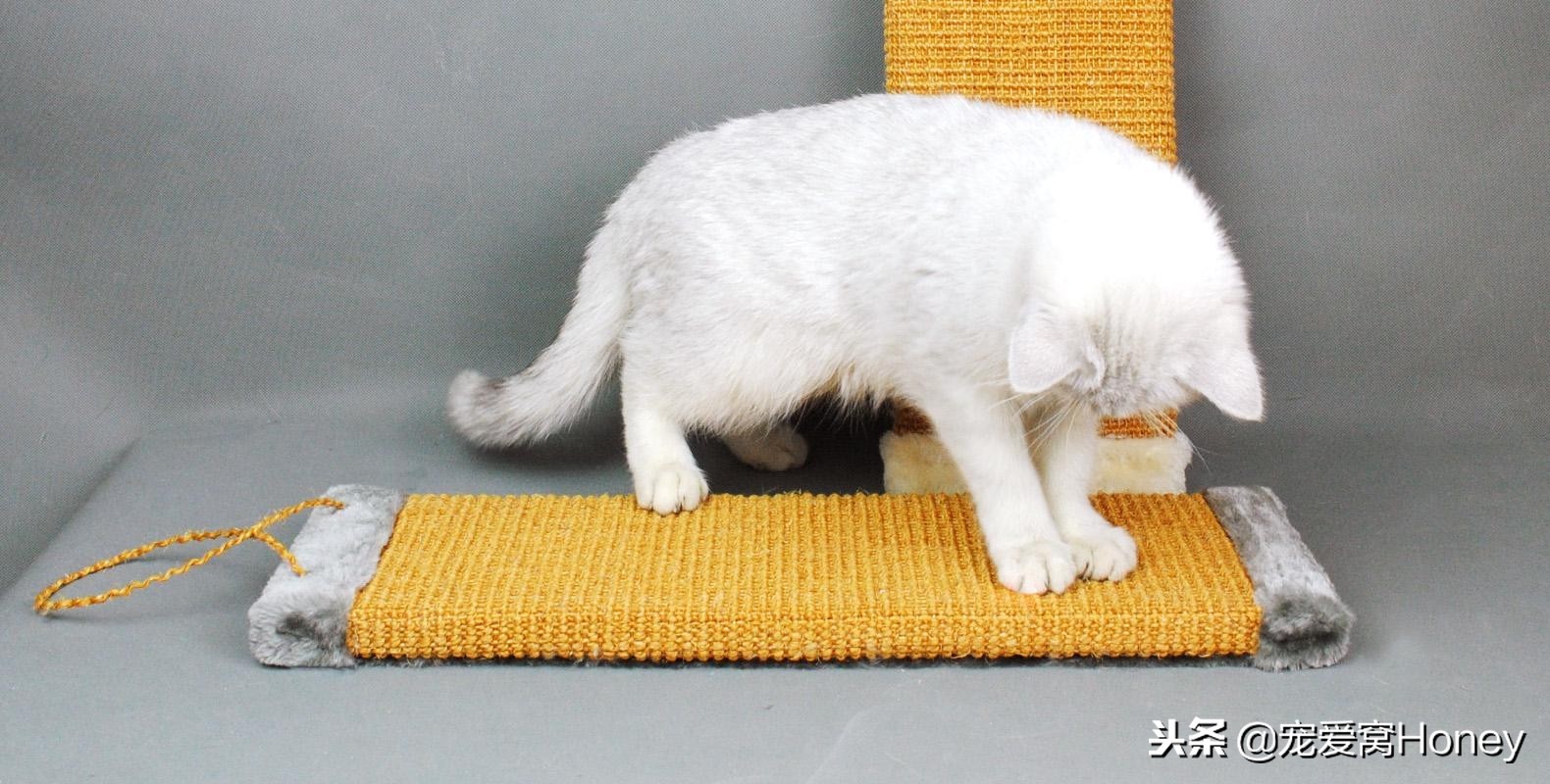 木质家具被猫咪抓了怎么修复,实木家具被猫抓坏了怎么修补