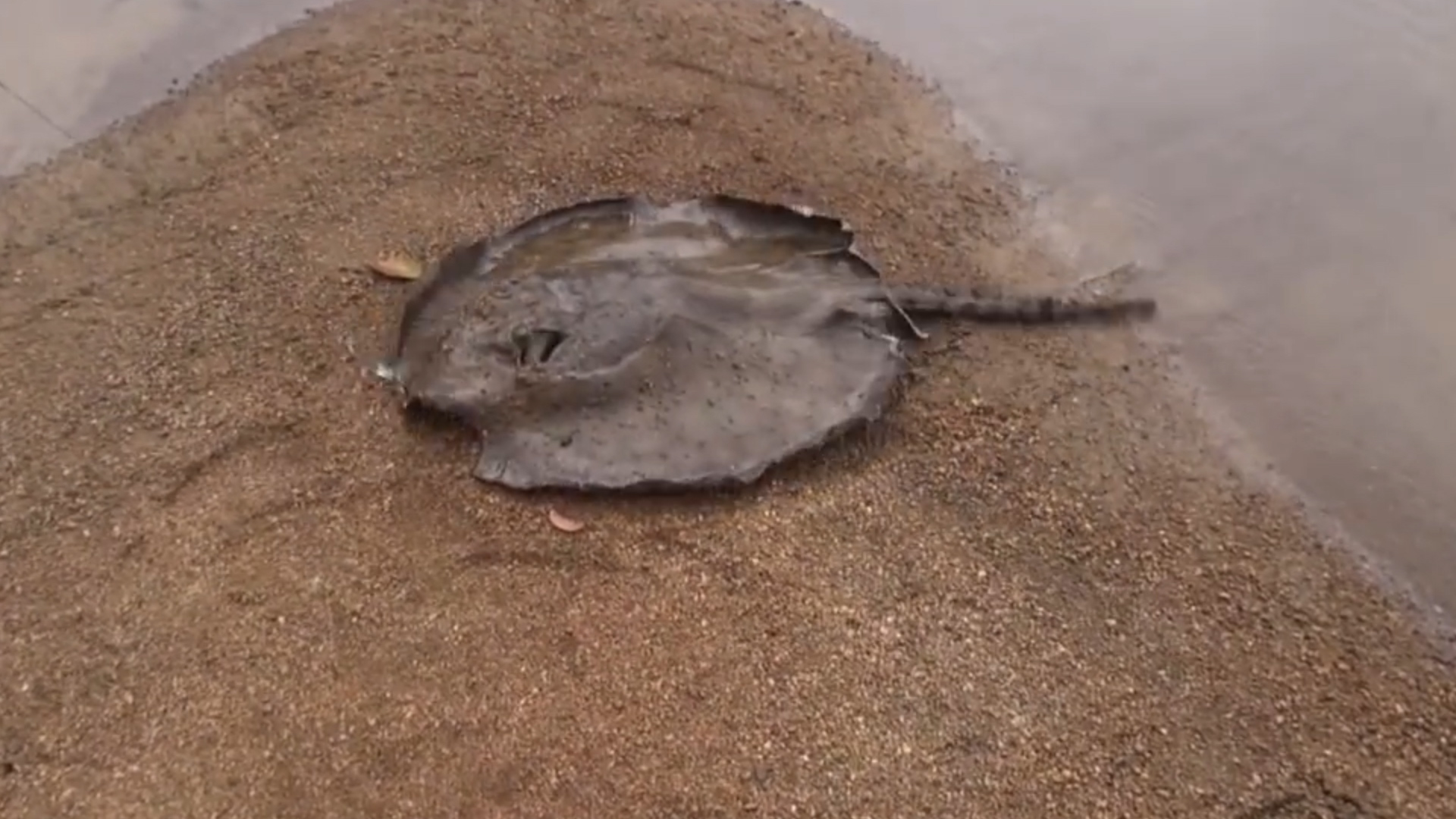 亚马逊河平原地球之肺,地球之肺亚马逊河