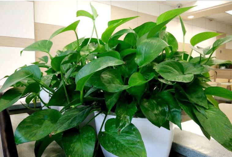 绿萝换盆后施肥过多黄叶怎么办,绿萝黄叶蔫了能换土吗