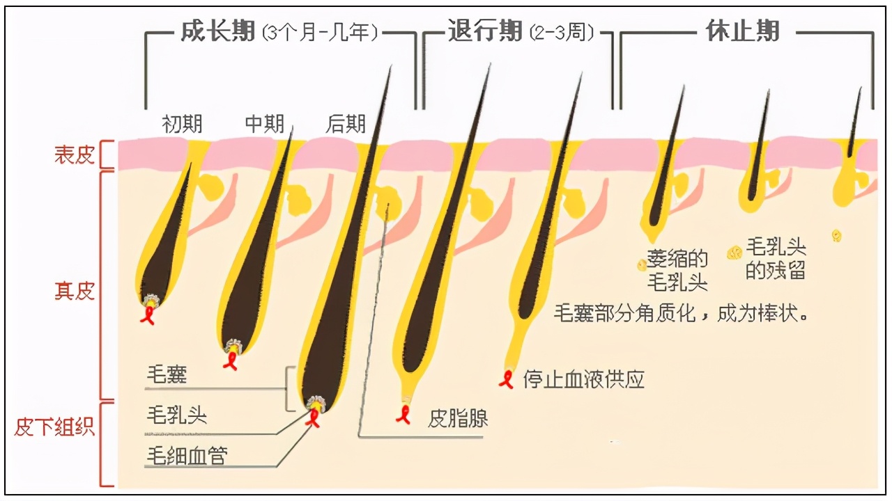 “压力秃”有可能逆转，英国《自然》杂志揭秘毛囊是怎样被压垮的