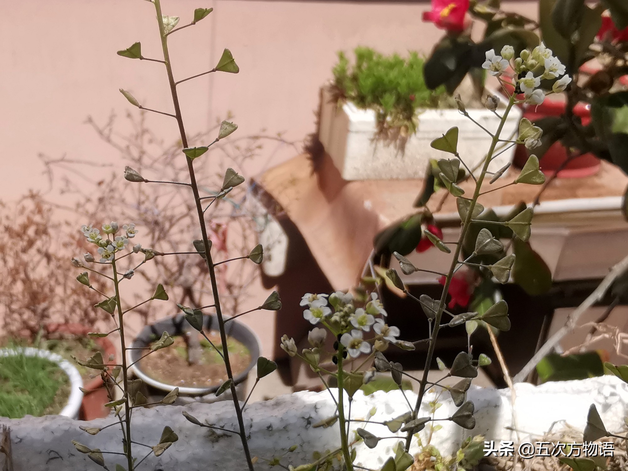 什么是荠菜荠菜长什么样,荠菜属于什么目