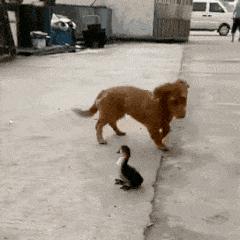 狗子偷吃猪手被发现,狗子被主人吓尿怎么办