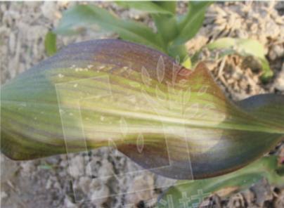 玉米缺磷影响,玉米缺磷的主要症状及原因