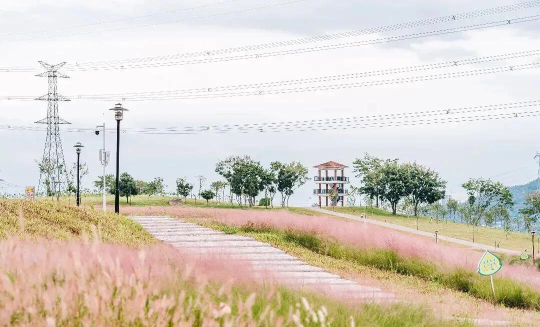 深圳花海公园地址在哪里,深圳中心河公园花海