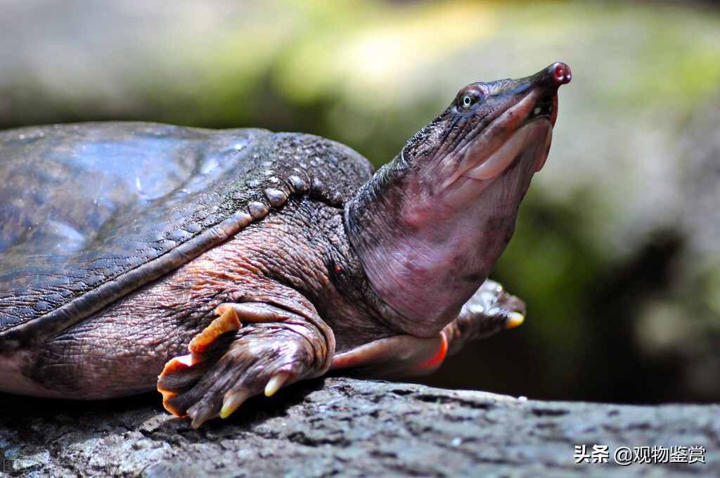 养龟乌龟是怎么处理干净的呢,乌龟养什么好养活