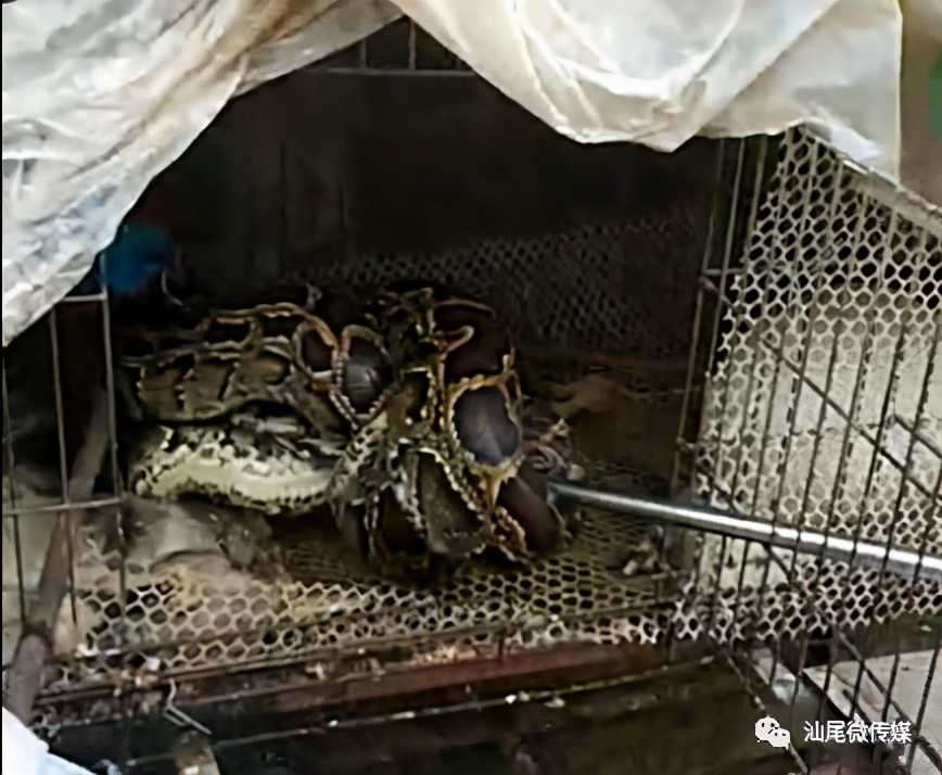 蟒蛇吞到大鹅,蟒蛇吞了一只鹅