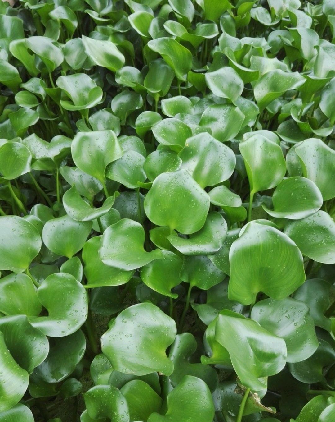 房顶长出杂草怎样消灭,墙里长出的草怎么清除