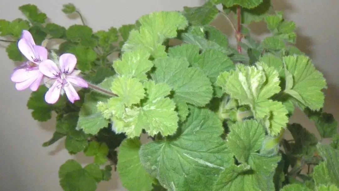 养什么植物有杀蚊子但对人无伤害,什么植物驱蚊子效果最好好养活