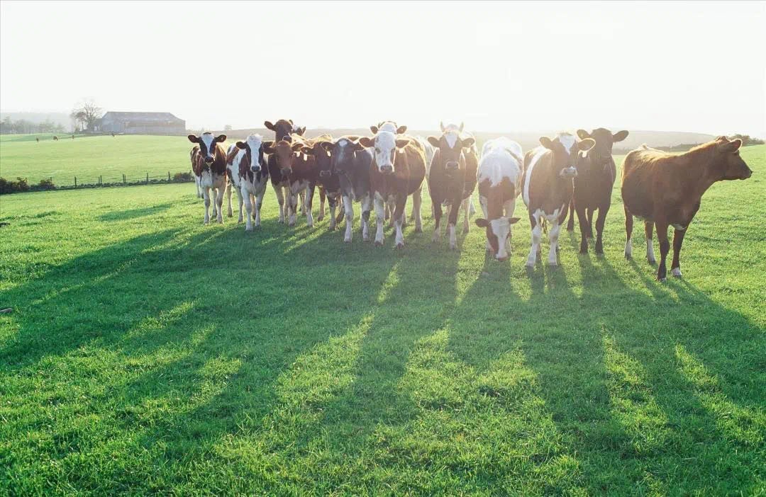 澳优淳璀奶粉为什么会下架,澳优旗下奶粉排行榜前十名