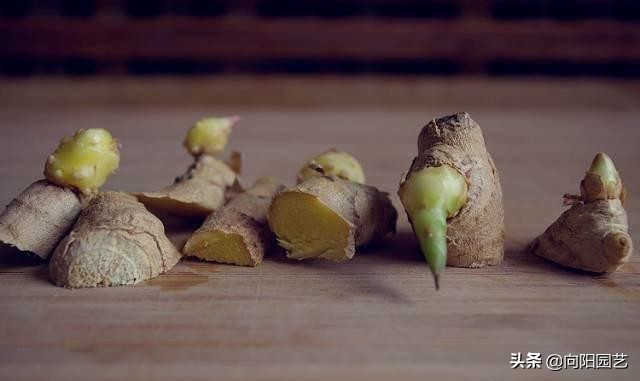 家里沙土种生姜如何施肥,露天菜园种生姜怎样遮阳