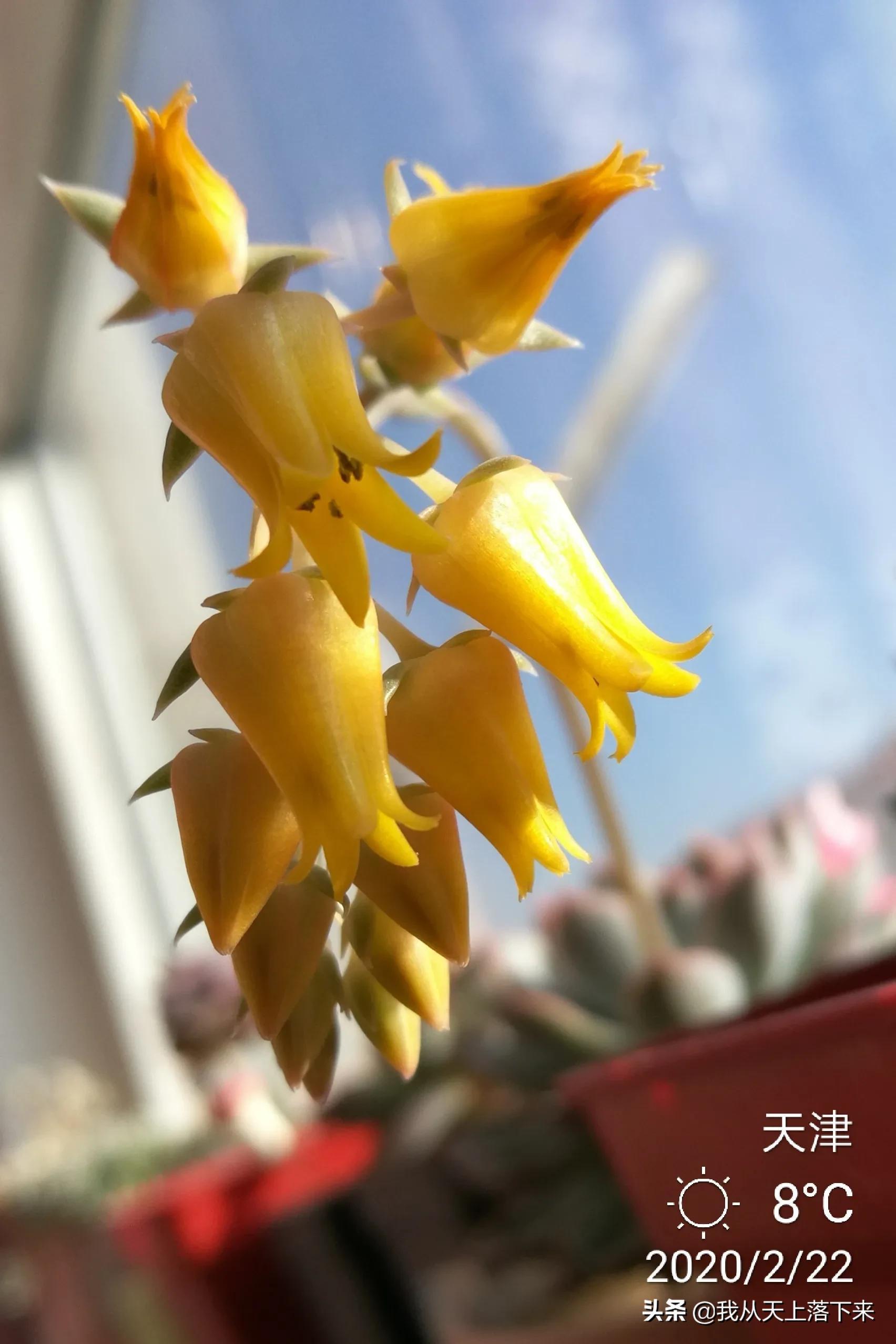 100张花朵美图,100张花图片大全