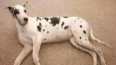 狗狗也会“假孕”，这个是病？