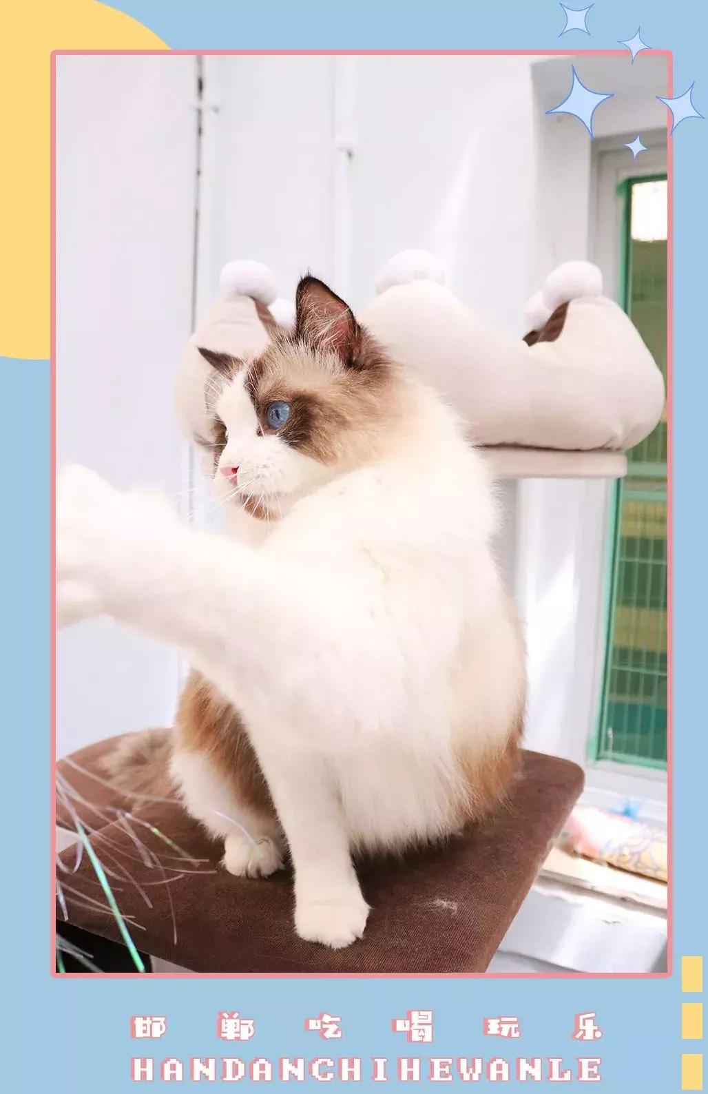 软萌暴击！邯郸这家高颜值猫咖上线，“吸猫”终于提上日程！