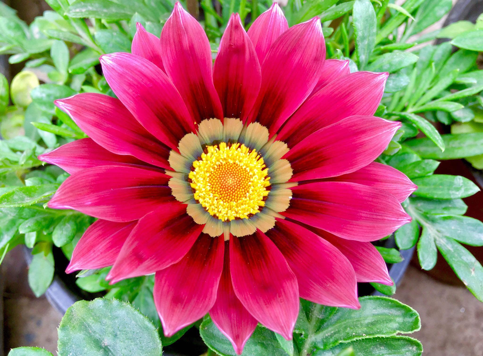 养盆“假太阳”，各色“小勋章”，这种菊花忒漂亮，假花一样