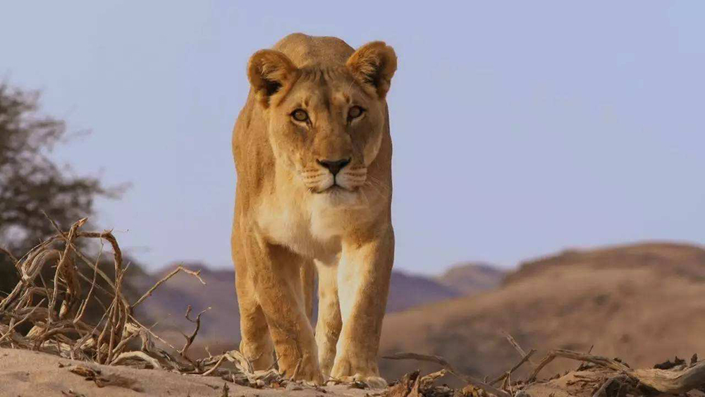 狮子能吃掉老虎和豹子吗,古人认为狮子能吃老虎吗