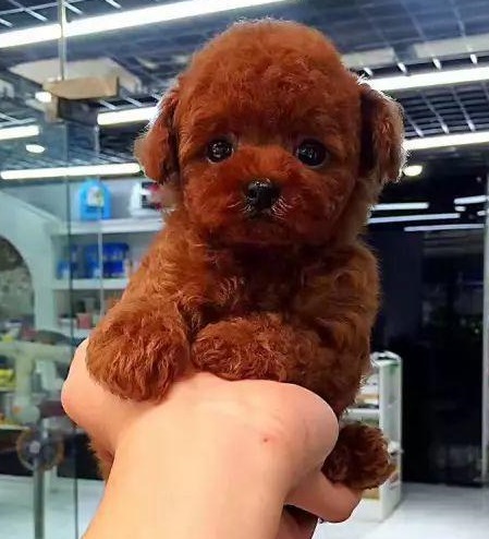 在网上买泰迪注意事项,购买泰迪幼崽