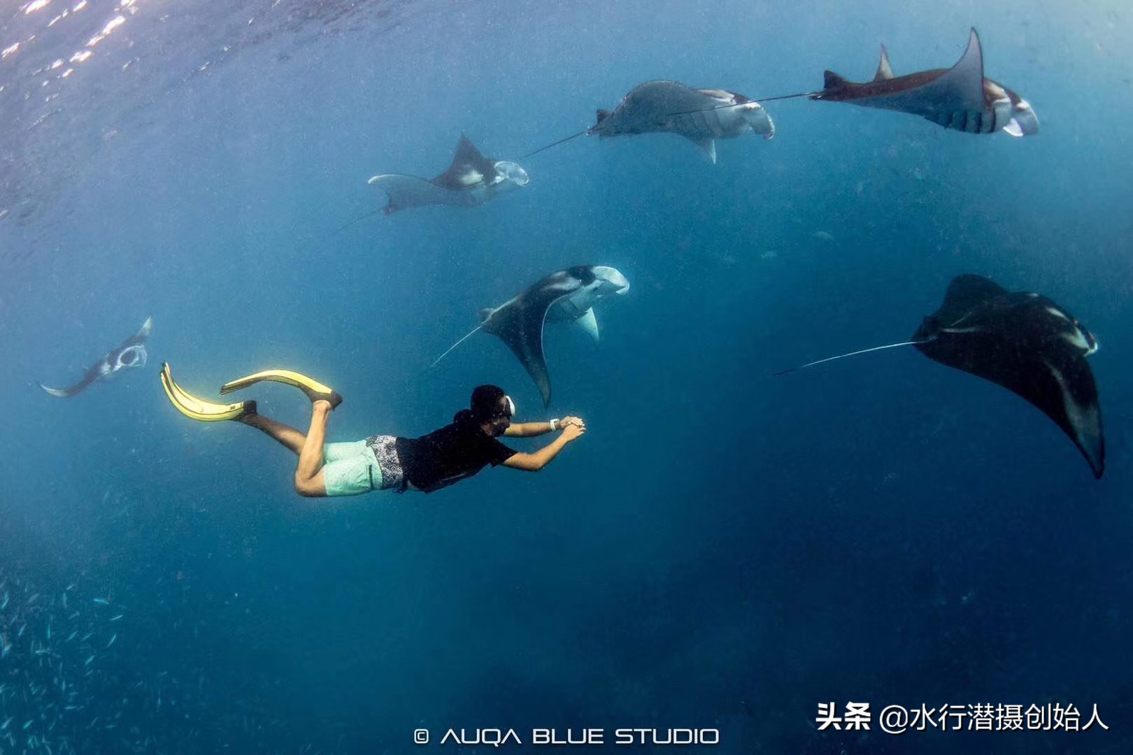 帕劳岛自由行潜水,帕劳水母湖自由潜视频