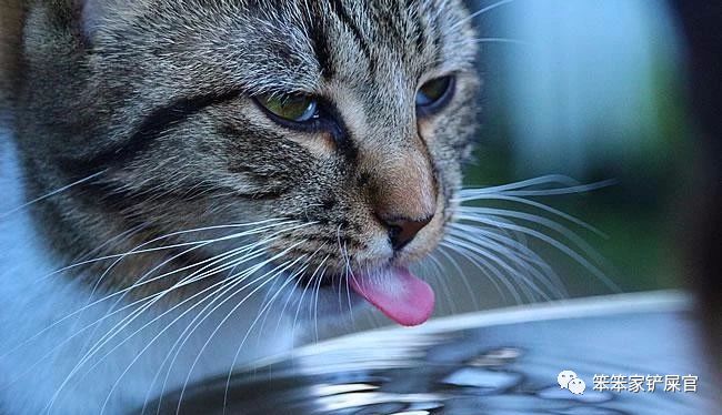 猫咪尿结石不治疗会死吗,猫咪尿结石导致肾衰竭