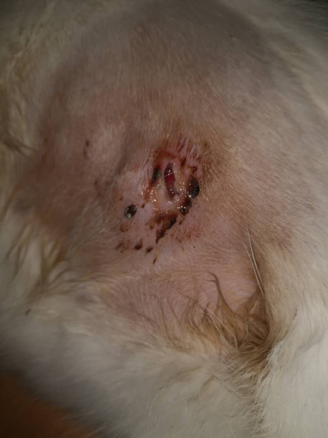 母猫剖腹产绝育脂肪液化是什么样,母猫绝育后脂肪液化图片