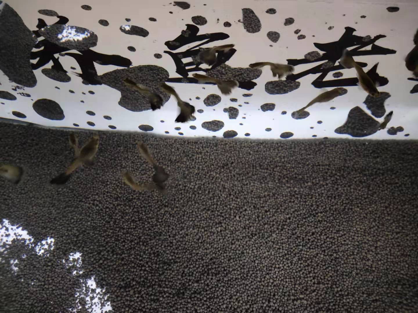 孔雀鱼突然没动静了什么原因,孔雀鱼怎么判断病好了没