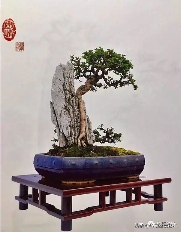 鎺㈡灊妞嶇墿,鎺㈡灊