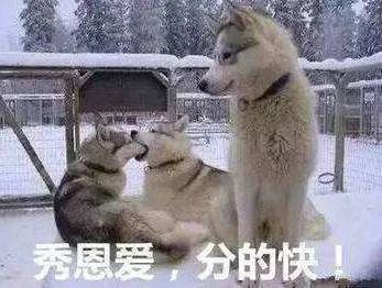 狗狗脾气不好老打架,狗狗脾气不好一急就咬人