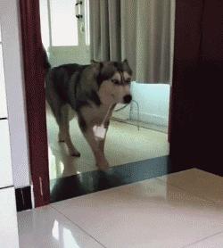 搞笑动图gif图片,搞笑动图gif图片合集