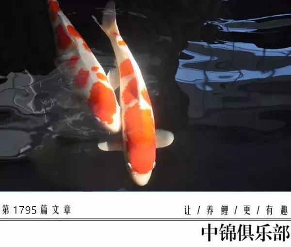 新手养锦鲤养多大的鱼,新手入门养锦鲤鱼