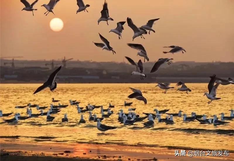 冬天蓬莱好吃的,鲜美蓬莱