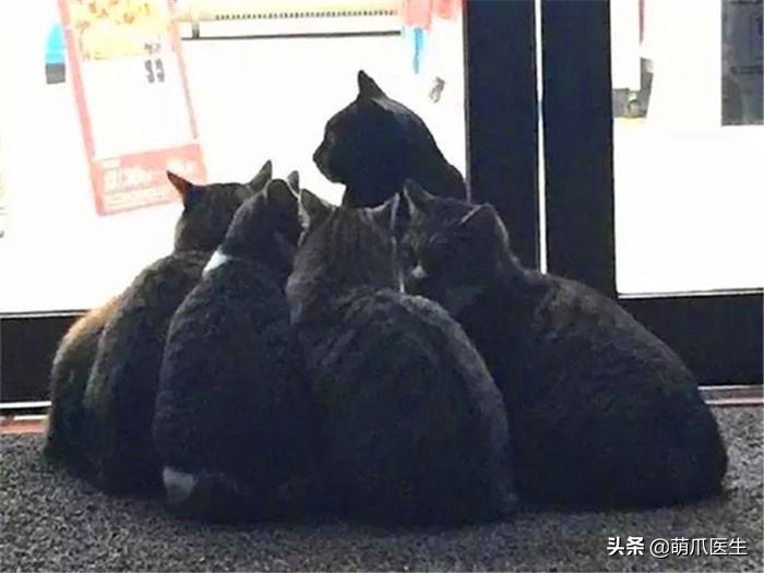 猫咪也会做噩梦吗,猫也会做噩梦吗