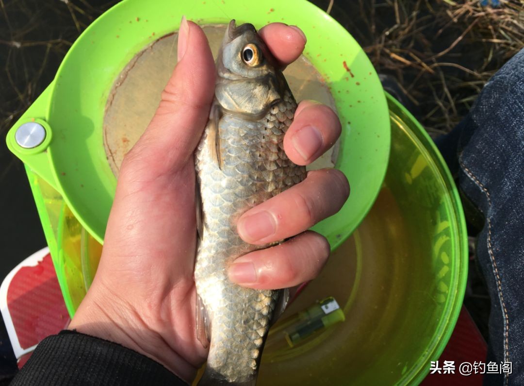 河里有很多大鲫鱼却非常不好钓,野河里的鲤鱼钓不到