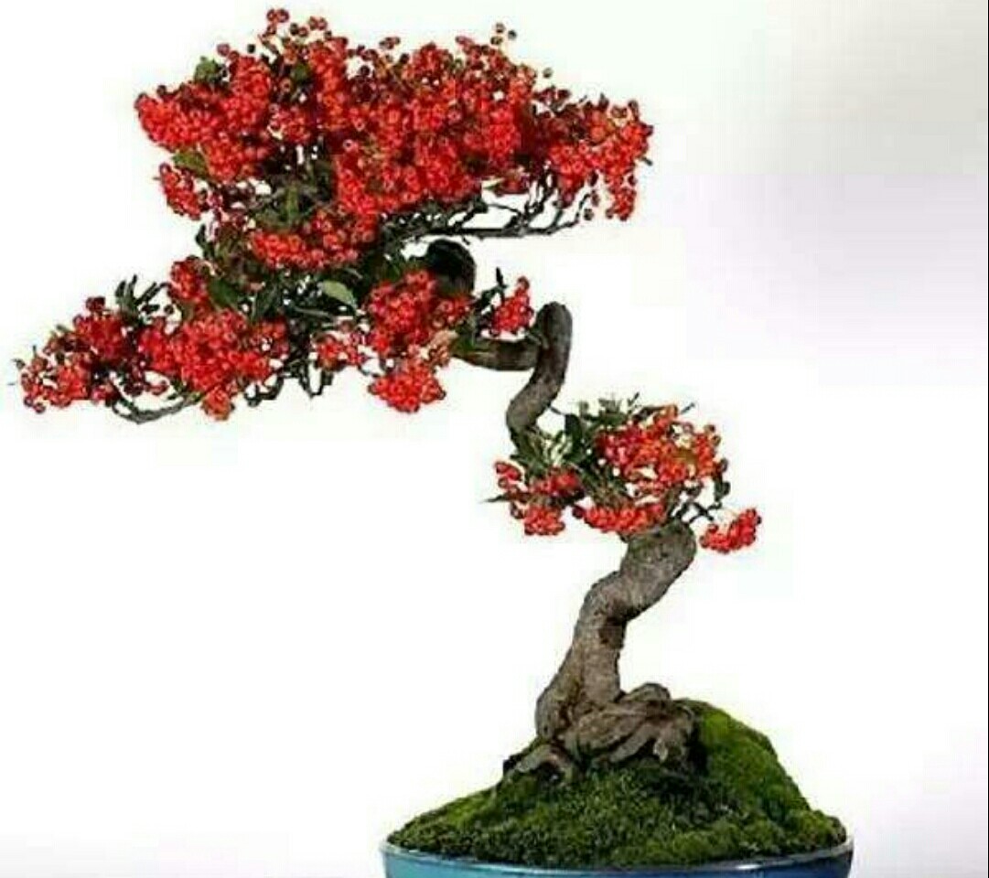 火棘盆景叶子发黑掉叶子怎么回事,火棘盆景能在广东种植开花结果吗