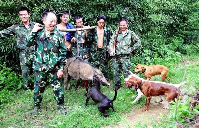捕获80斤野猪,捕获了一头200公斤的大野猪
