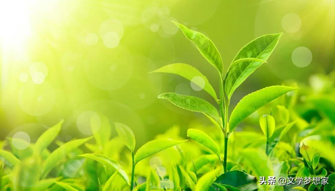 春天的成语和古诗句,有哪些是关于春天的成语