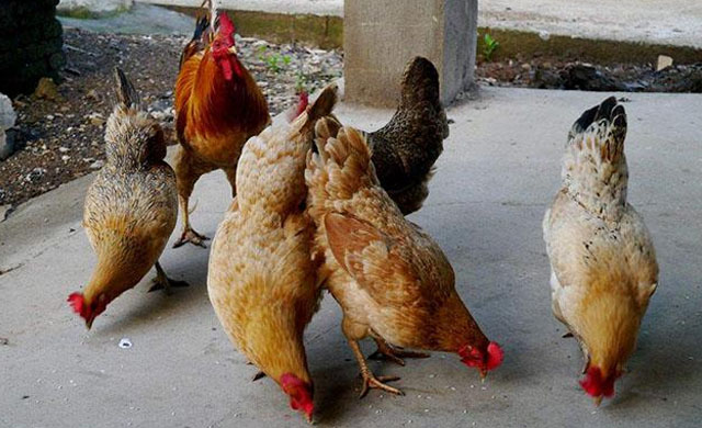 鸡眼睛睁不开怎么回事？用什么药能够治疗？一定要注意这4种疾病