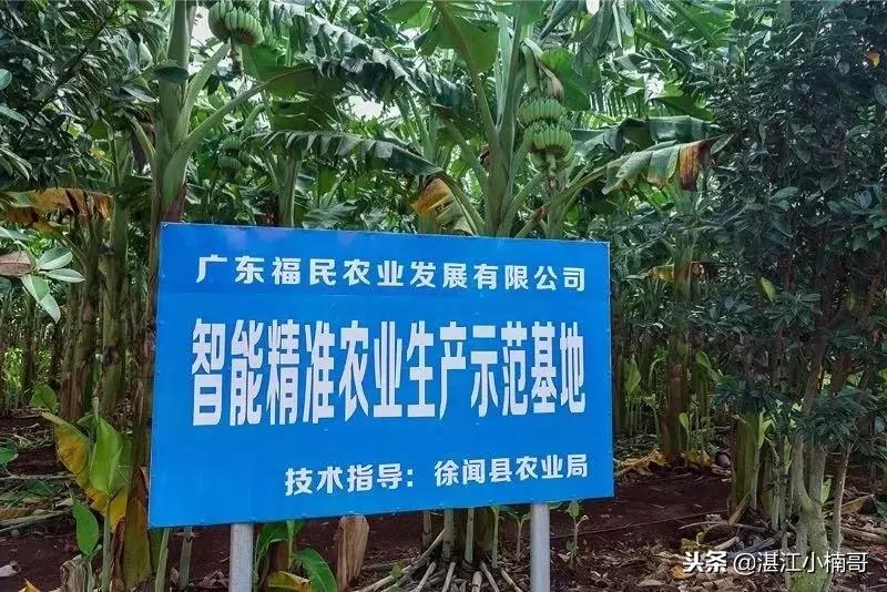 徐闻香蕉基地,本县香蕉种植基地