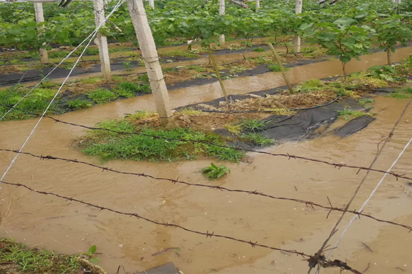 葡萄最怕浇什么水,葡萄快涝死了施肥有效吗