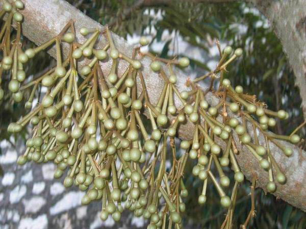 榴莲千层的秘密,关于榴莲的秘密榴莲为什么这么香