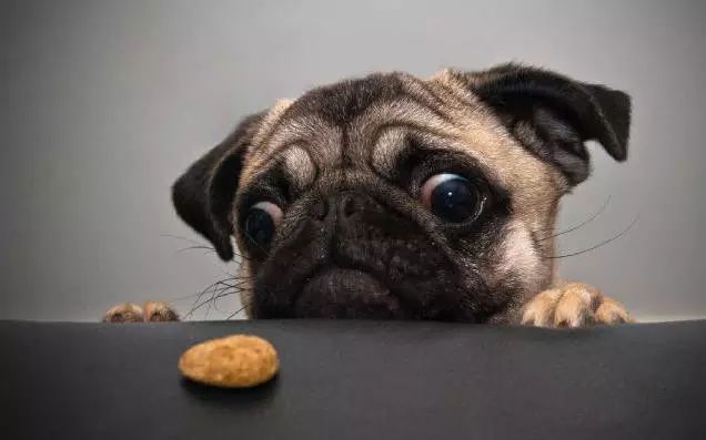 45只名犬排行,45种名犬您都认识吗