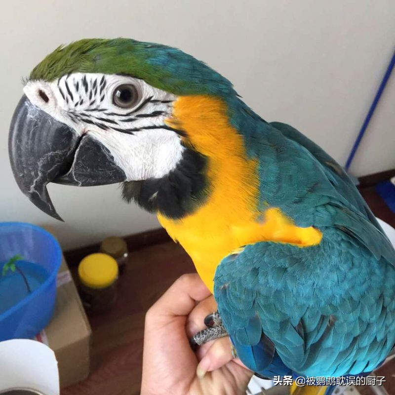 鹦鹉新手入门必备知识大全,新手入门鹦鹉要注意哪几点