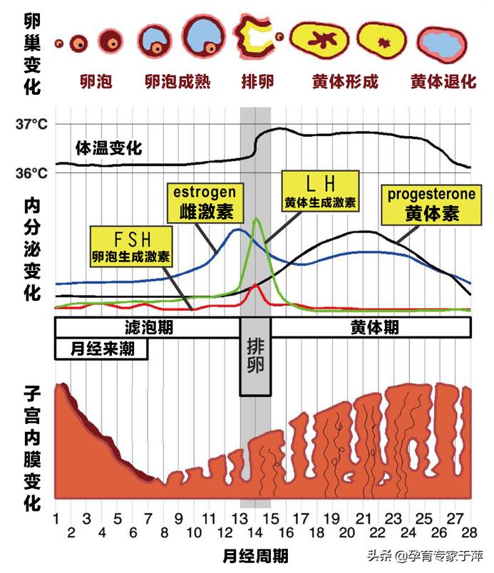 于萍讲孕育：怎么折腾就是怀不上？可能是你的性激素在作怪