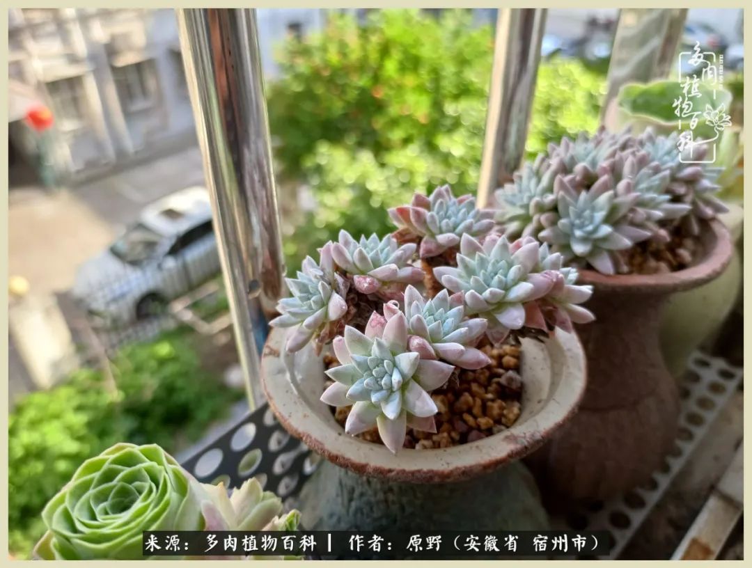 梅雨袭,酷暑至,多肉进入历劫季