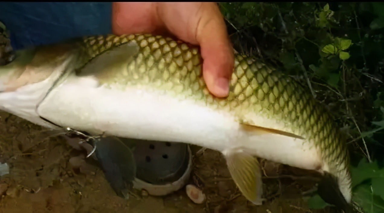 鱼身上哪些部位不能吃,鱼身上哪个部位不能吃