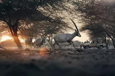 白本护照出境法国旅游免签吗,白本护照旅游去哪个国家比较好