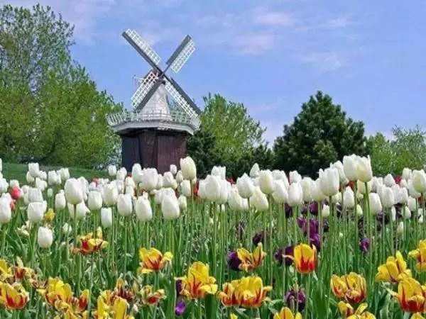 山花野鸟|园林花语