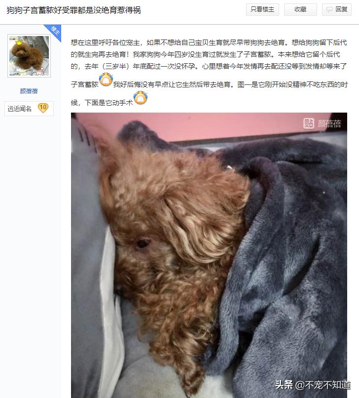 狗狗一般多大会得子宫蓄脓,狗狗得了子宫蓄脓走不稳